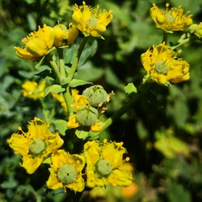 Ruda hembra