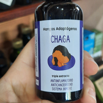 Hongo adaptogeno - chaga