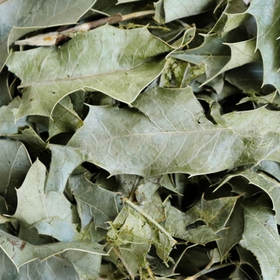 Congorosa