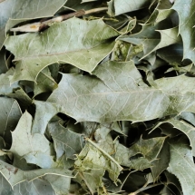 Congorosa